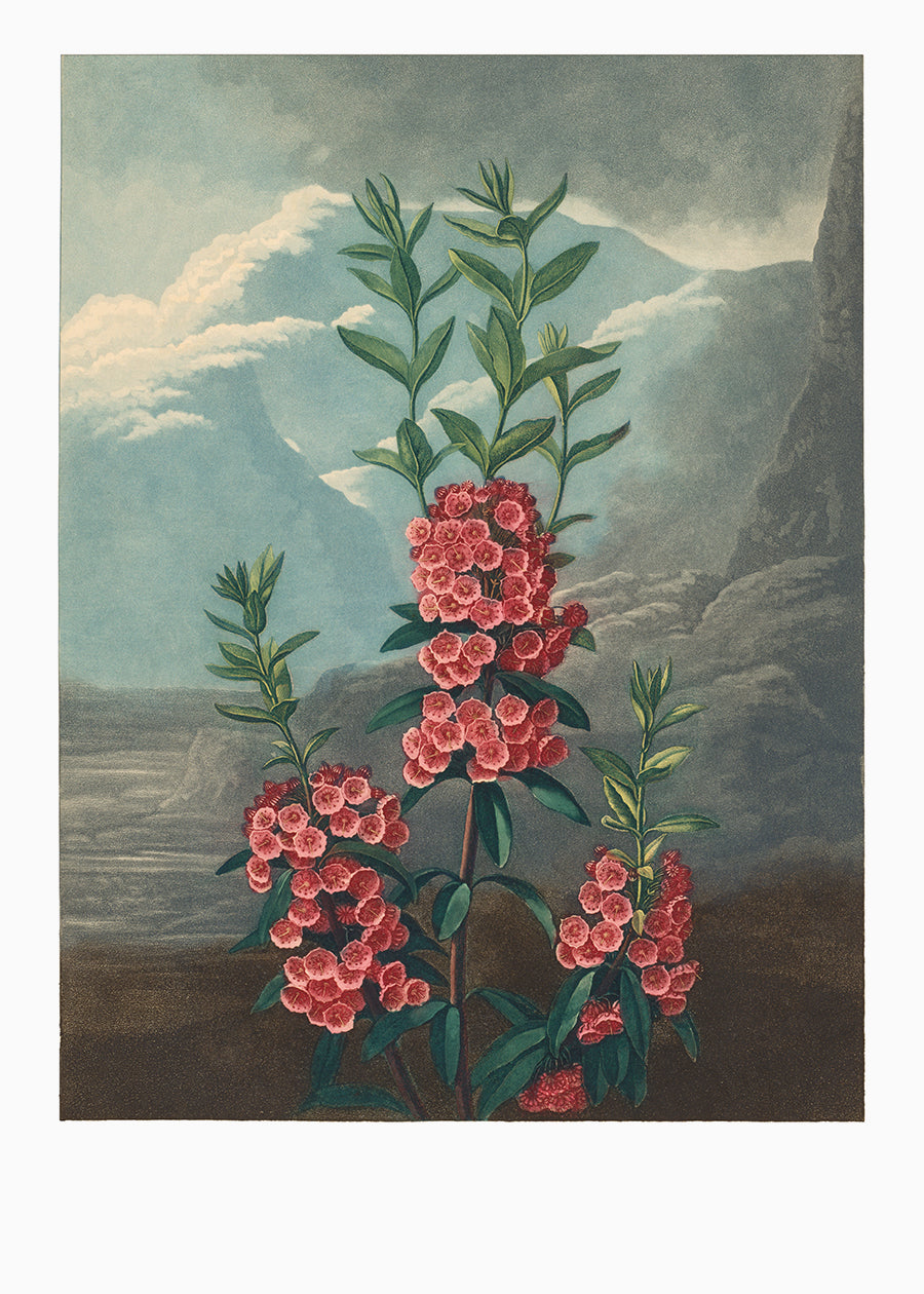 A vintage pink Kalmia flower set against the mountains.