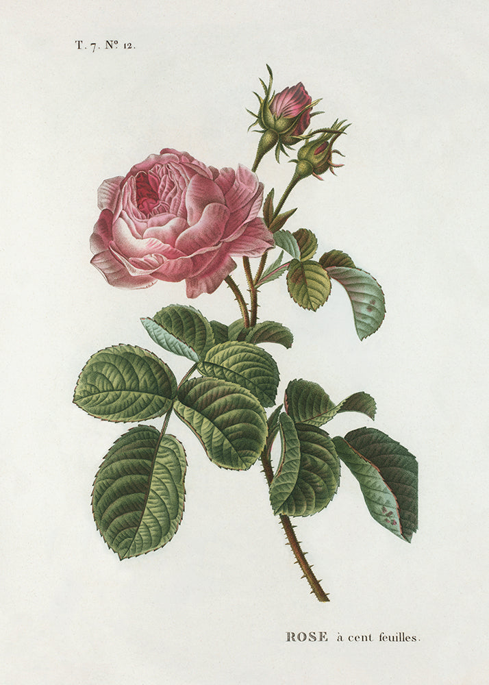 A vintage botanical illustration of a pink rose with green leaves and buds on a white background, featuring French text 'ROSE a cent feuilles' and 'T. 7.