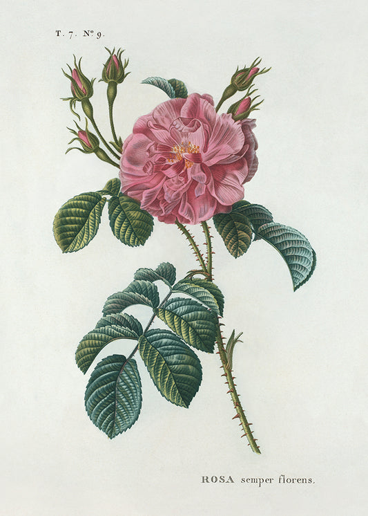 Rose 2