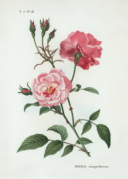 A vintage botanical illustration of a rose stem with two pink flowers, green leaves, and several buds on an off-white background, with the text 'T. 7.