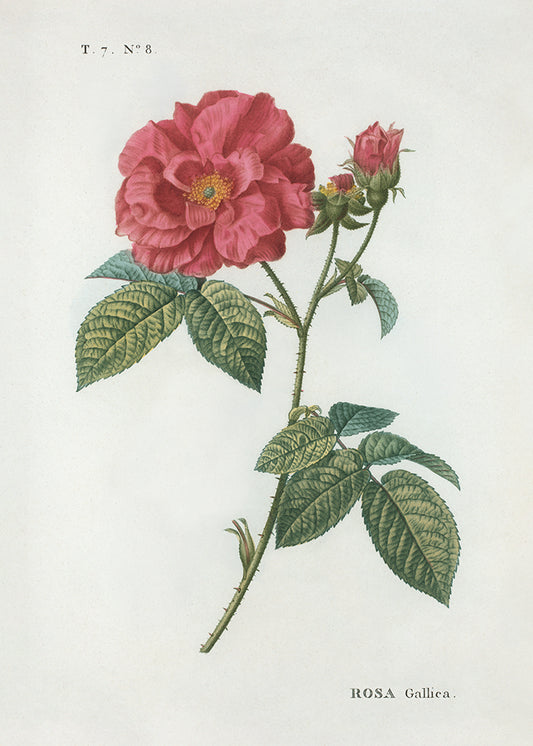 Vintage botanical illustration of a pink rose gallica with green leaves and buds on a cream-colored background, featuring the text 'T. 7.