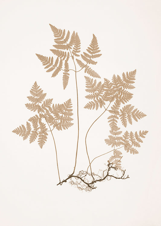 Mocha Fern 2