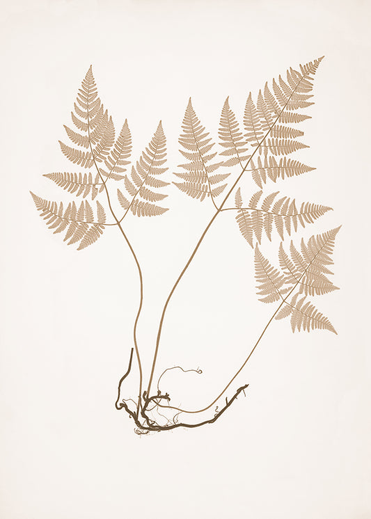 Mocha Fern 1