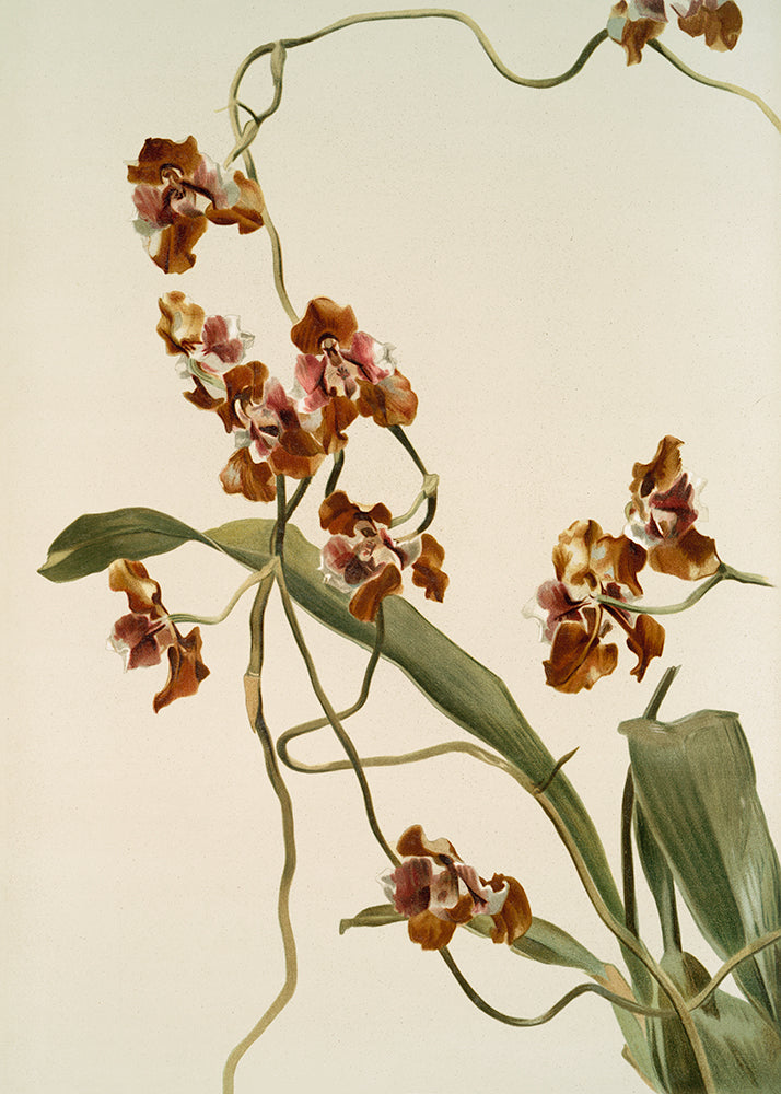 A beautiful lithograph of a rust and tan coloured Orchid on a creamy backdrop.

Featuring cream, rust, tan, caramel, pink, white and green.
A museum-quality fine art print with a textured, matt finish, using giclée printing techniques that won't fade.