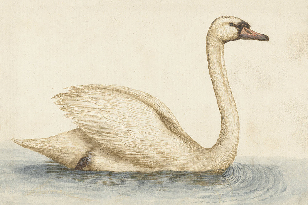 Illustration of a swan swimming on water with a beige background