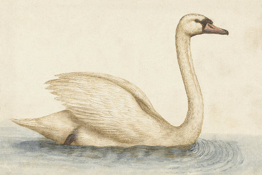 Illustration of a swan swimming on water with a beige background