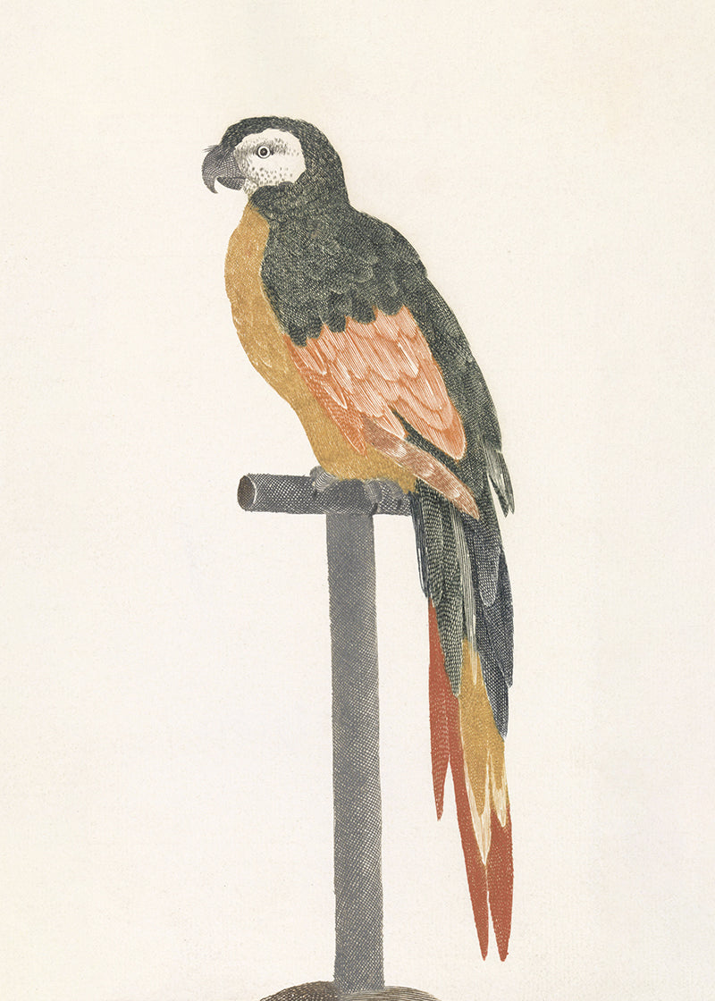 An etching of a bird on a stand.