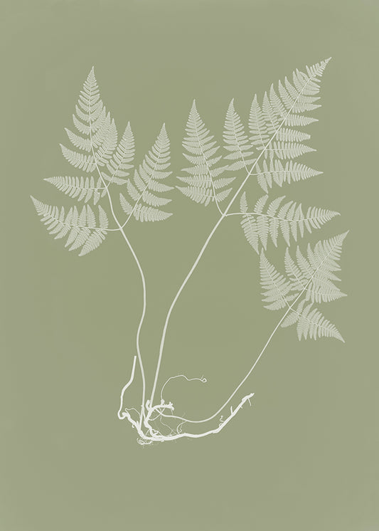 Eucalyptus Fern 2