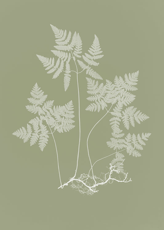 Eucalyptus Fern 1