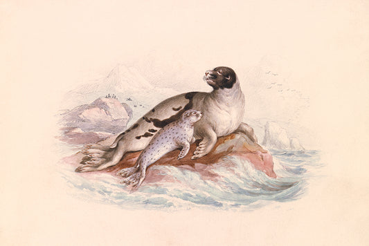 Seals 2