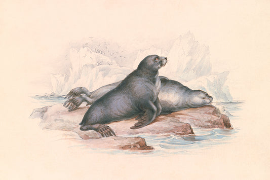 Seals 1