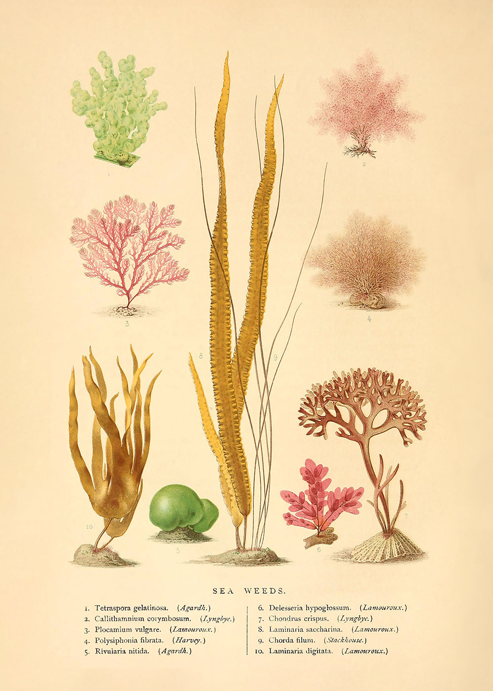 A delightful vintage lithograph of seaweed varieties.