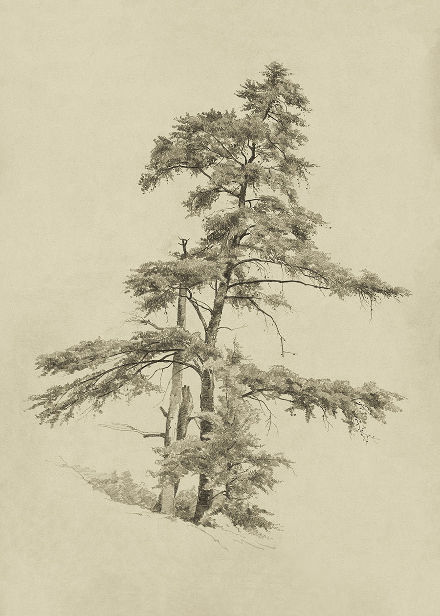 A Tree Study