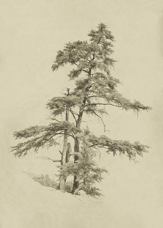 A Tree Study