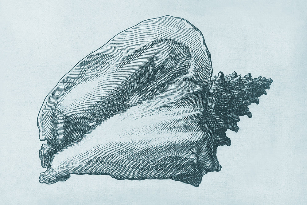 A vintage cyanotype etching of a shell. Part of a pair.