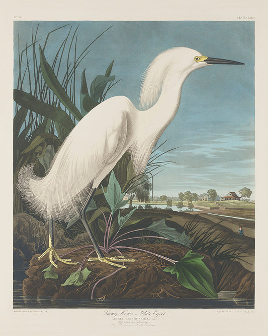 Snowy Heron