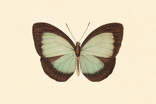 Blue Butterfly 1