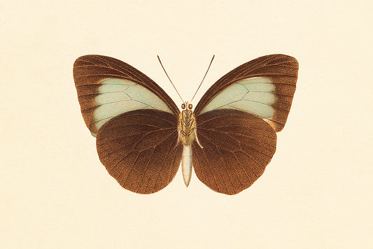 Blue Butterfly 2