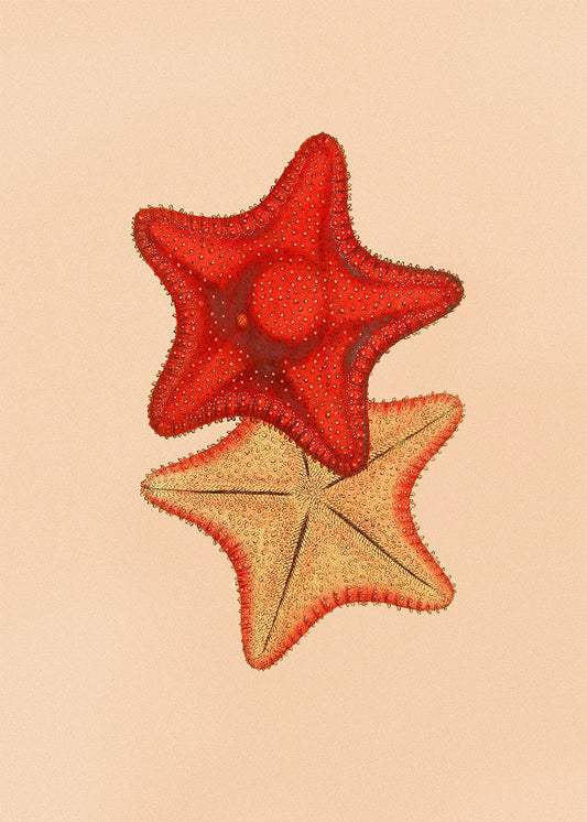 Starfish