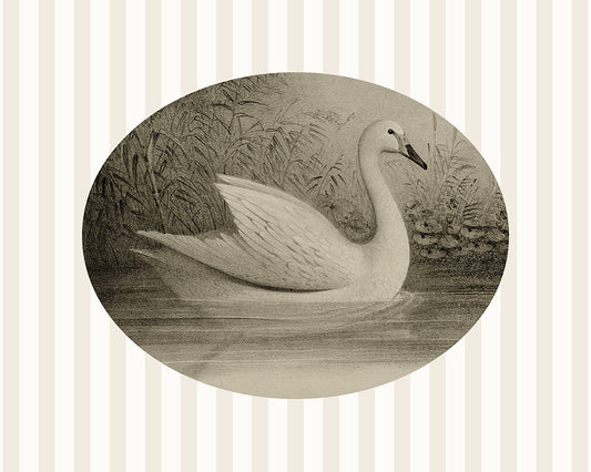 A sweet oval framed vintage print of a Sepia toned Cygnet on a pond, set upon a striped pattern background. Part of a pair.

Featuring cream, brown and black.
A museum-quality fine art print with a lightly textured, matt finish, using giclée printing techniques that won't fade.