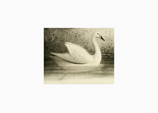 Swan 1