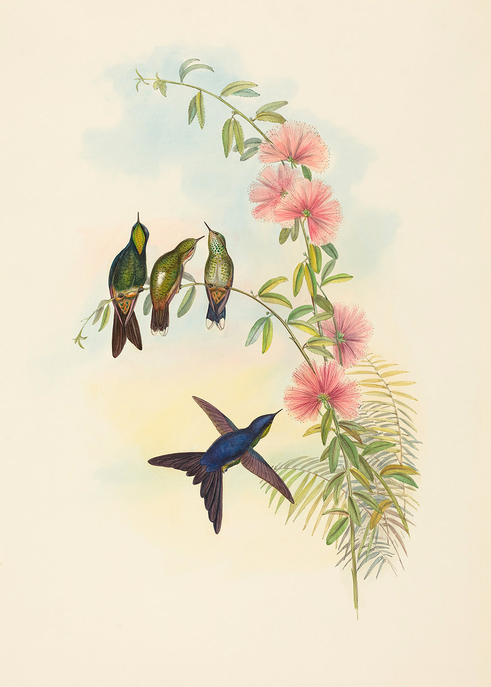 A pretty vintage lithograph of birds sitting upon a branch.  Featuring black, white, brown, pink, apricot, red, green, mauve, blue and vintage cream. A museum-quality fine art print with a lightly textured, matt finish, using giclée printing techniques that won't fade.