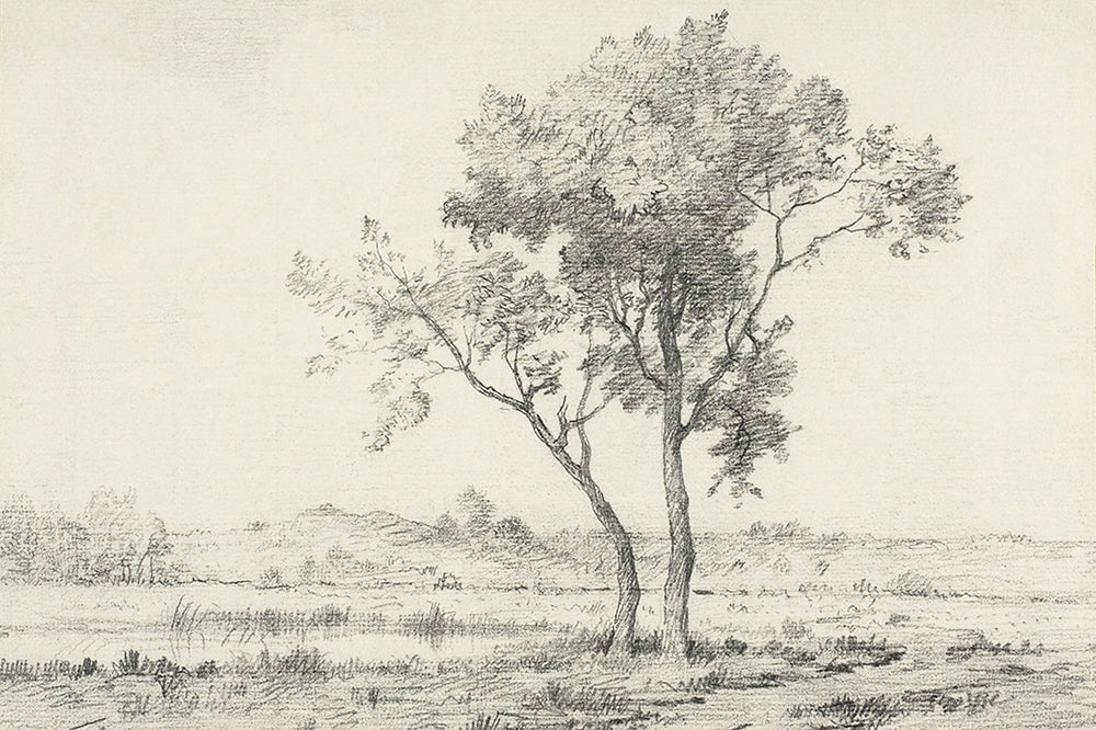 Tree Study