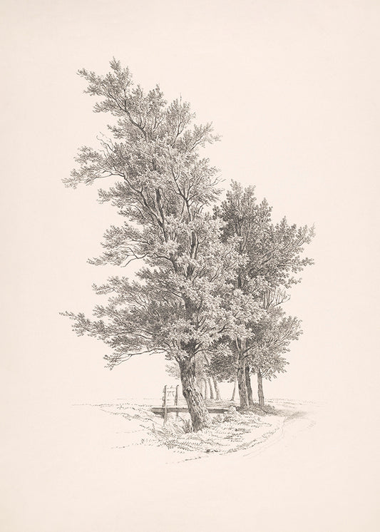 A vintage sketch of a tree. Part of a pair.