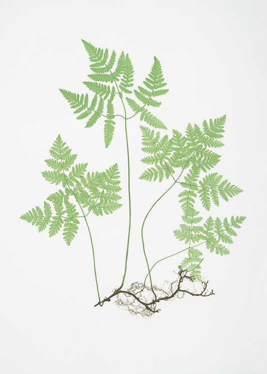 Tree Fern 1