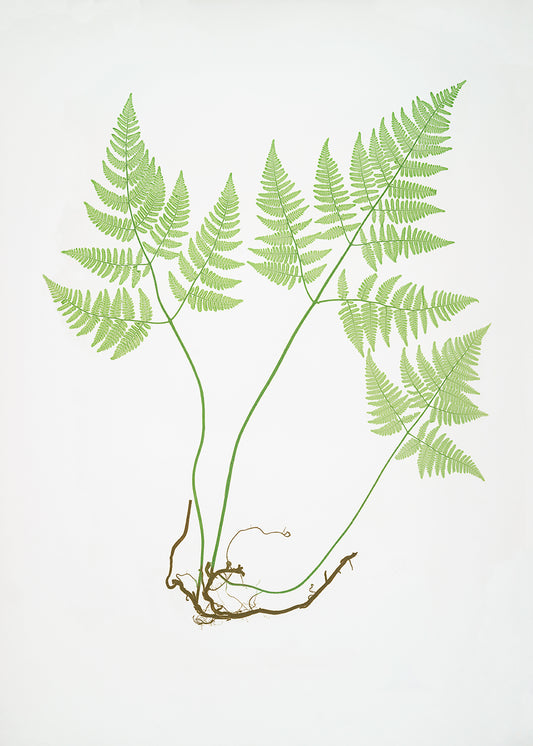 Tree Fern 2