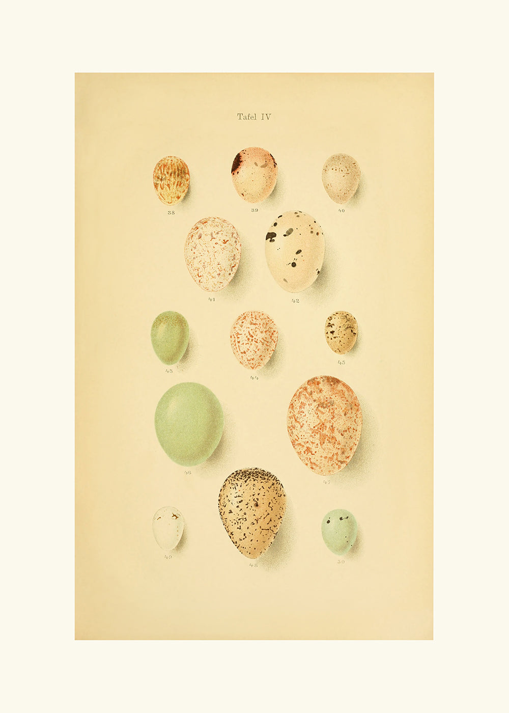 A delightful vintage lithograph of birds eggs. Part of a series.