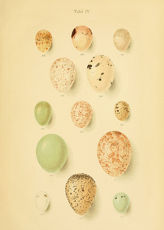 Vintage Eggs 4