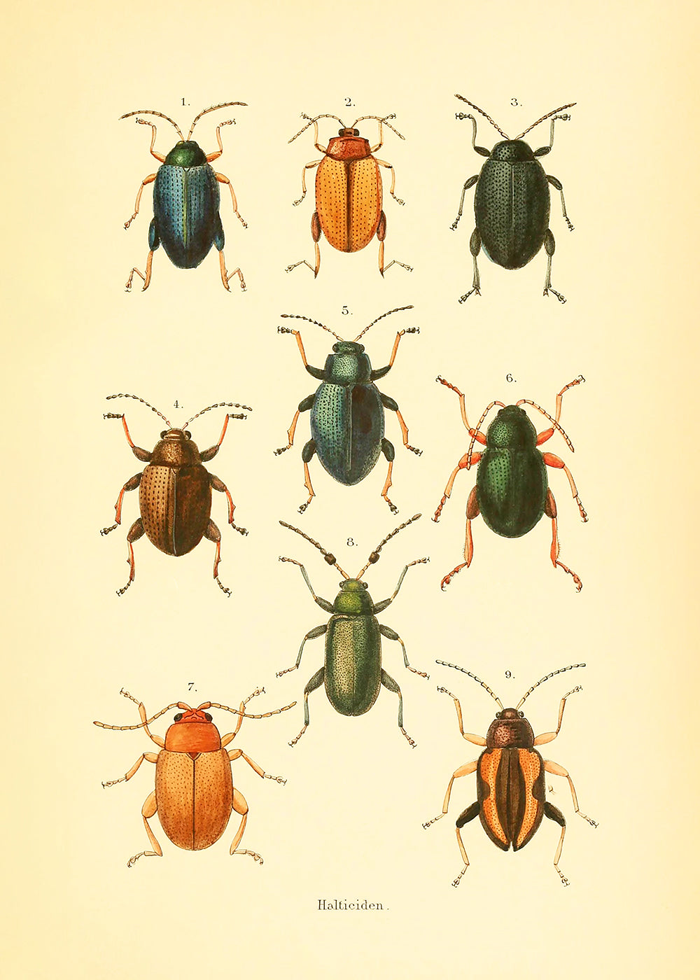 A vintage study of colourful beetles.