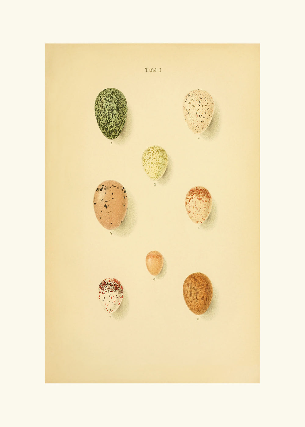 A delightful vintage lithograph of birds eggs. Part of a series.