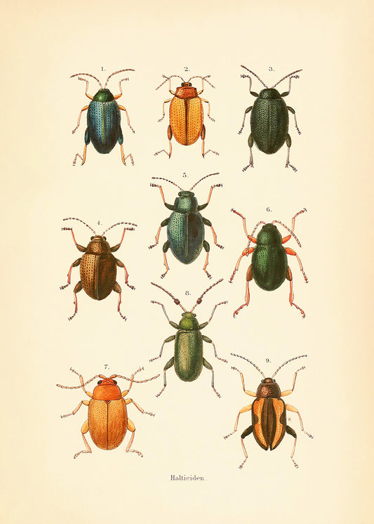 Vintage Beetles