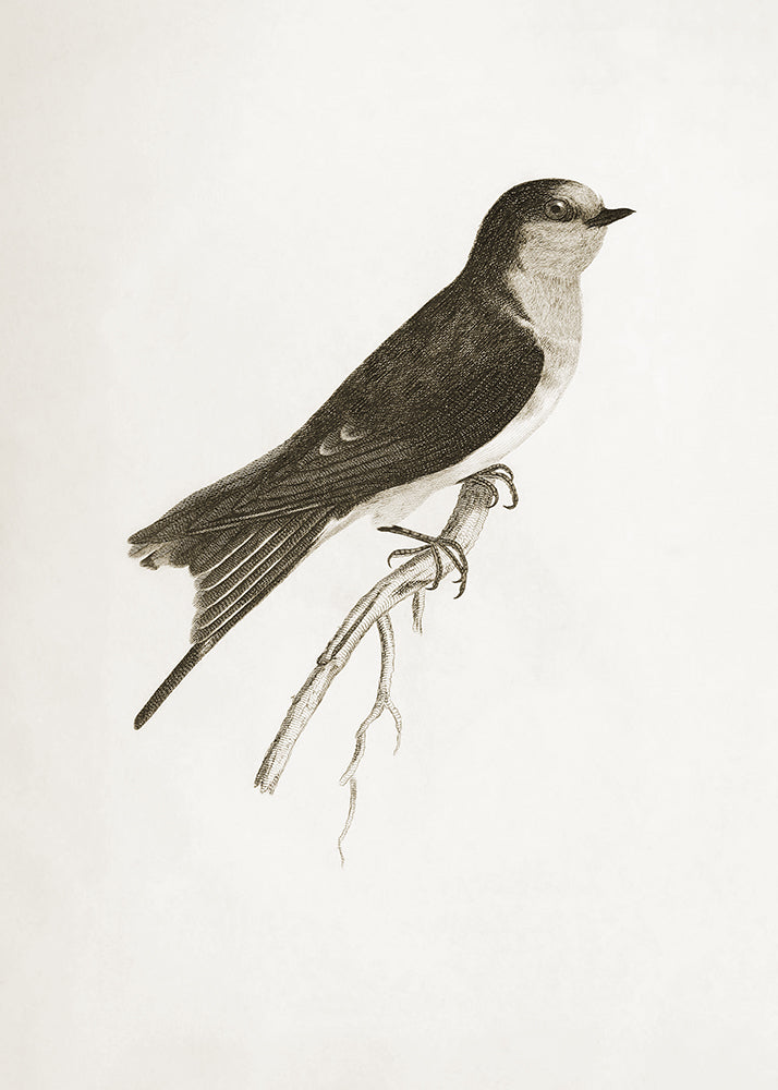 A delicate sepia toned illustration of a bird. Part of a series of 4 prints, use on its own or as a set.

Featuring pale sepia tones of cream and warm black.
A museum-quality fine art print with a lightly textured, matt finish, using giclée printing techniques that won't fade.
