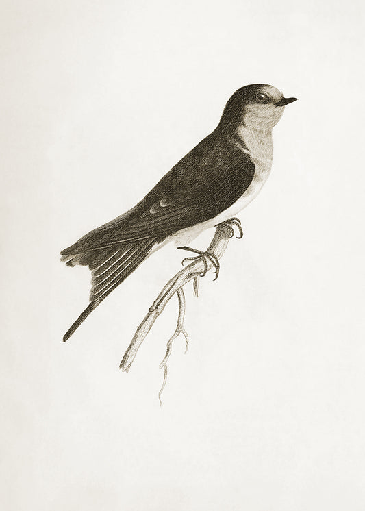 A delicate sepia toned illustration of a bird. Part of a series of 4 prints, use on its own or as a set.

Featuring pale sepia tones of cream and warm black.
A museum-quality fine art print with a lightly textured, matt finish, using giclée printing techniques that won't fade.