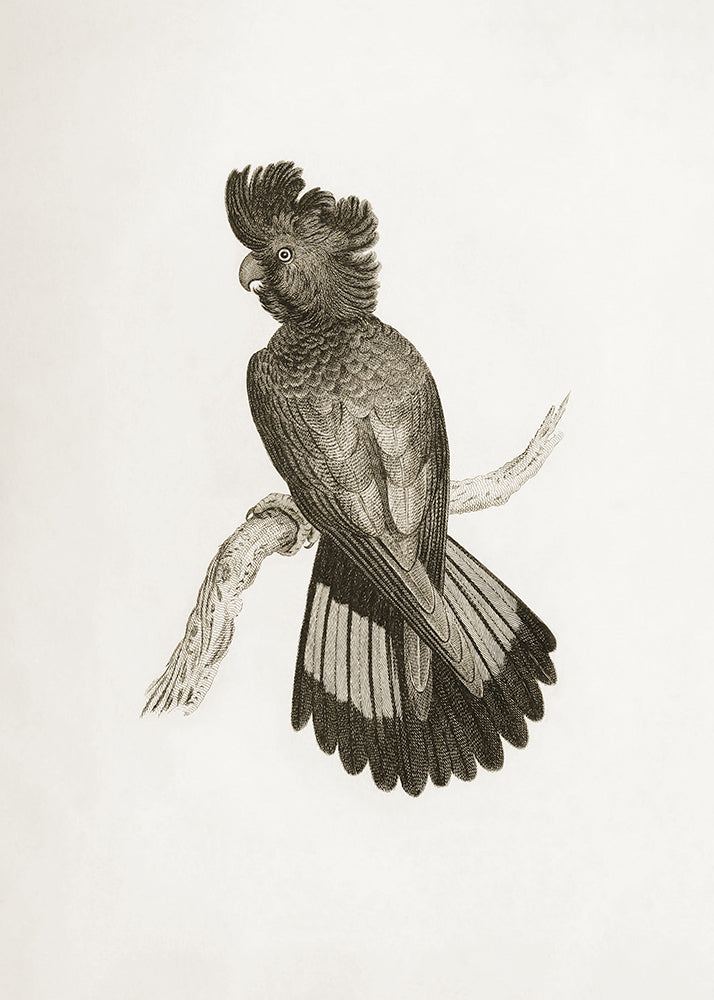 A delicate sepia toned illustration of a bird. Part of a series of 4 prints, use on its own or as a set.

Featuring pale sepia tones of cream and warm black.
A museum-quality fine art print with a lightly textured, matt finish, using giclée printing techniques that won't fade.