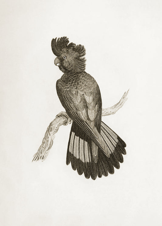 A delicate sepia toned illustration of a bird. Part of a series of 4 prints, use on its own or as a set.

Featuring pale sepia tones of cream and warm black.
A museum-quality fine art print with a lightly textured, matt finish, using giclée printing techniques that won't fade.