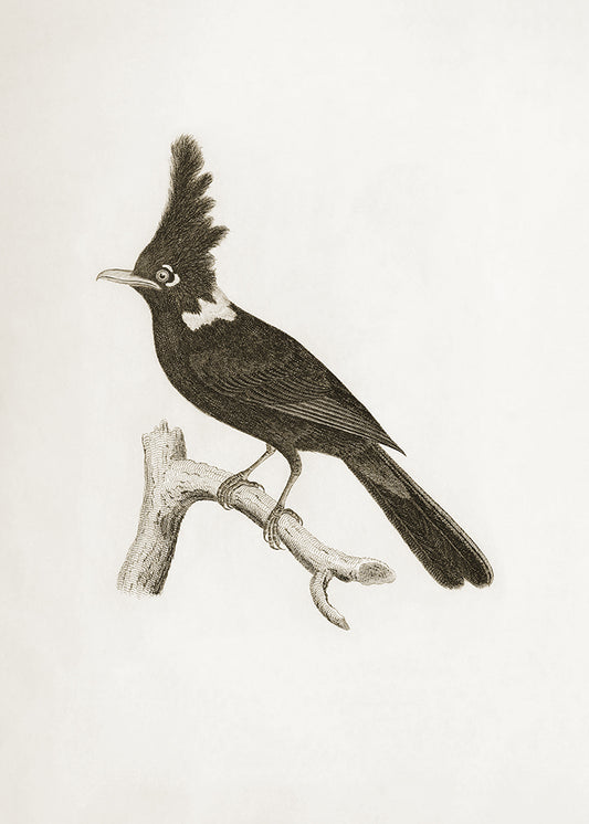 A delicate sepia toned illustration of a bird. Part of a series of 4 prints, use on its own or as a set.

Featuring pale sepia tones of cream and warm black.
A museum-quality fine art print with a lightly textured, matt finish, using giclée printing techniques that won't fade.