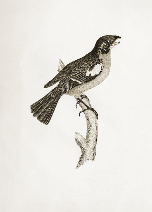A delicate sepia toned illustration of a bird. Part of a series of 4 prints, use on its own or as a set.

Featuring pale sepia tones of cream and warm black.
A museum-quality fine art print with a lightly textured, matt finish, using giclée printing techniques that won't fade.