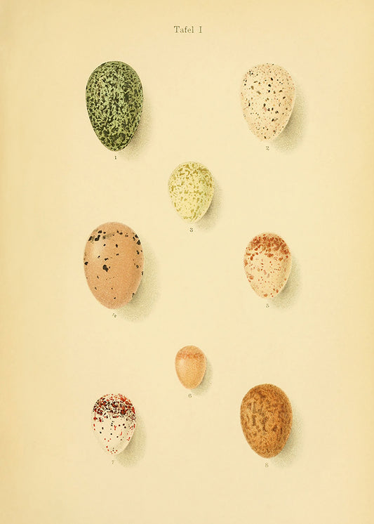 A delightful vintage lithograph of birds eggs. Part of a series of 4 prints.

Featuring a soft caramel background with pale sage, mint, cream, blush, lemon, rust and black accents.
A museum-quality fine art print with a lightly textured, matt finish, using giclée printing techniques that won't fade.