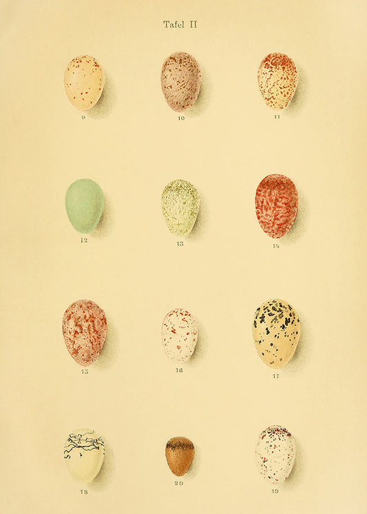 A delightful vintage lithograph of birds eggs. Part of a series of 4 prints.

Featuring a soft caramel background with pale sage, mint, cream, blush, lemon, rust and black accents.
A museum-quality fine art print with a lightly textured, matt finish, using giclée printing techniques that won't fade.