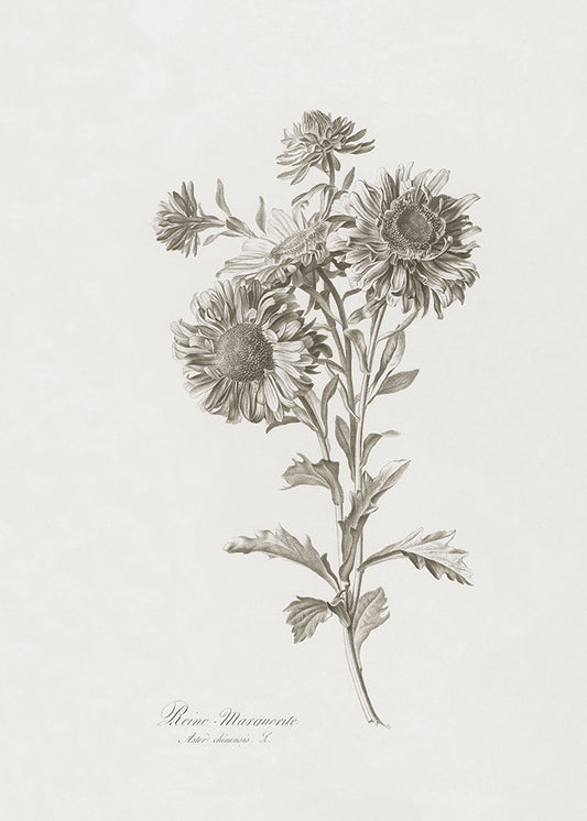 A delicate lithograph of flowers. Part of a series.

Featuring warm black, warm grey and cream.
A museum-quality fine art print with a lightly textured, matt finish, using giclée printing techniques that won't fade.