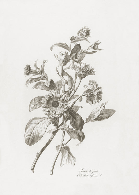 A delicate lithograph of flowers. Part of a series.

Featuring warm black, warm grey and cream.
A museum-quality fine art print with a lightly textured, matt finish, using giclée printing techniques that won't fade.