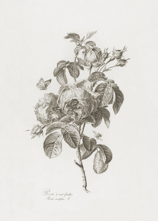 A delicate lithograph of flowers. Part of a series.

Featuring warm black, warm grey and cream.
A museum-quality fine art print with a lightly textured, matt finish, using giclée printing techniques that won't fade.