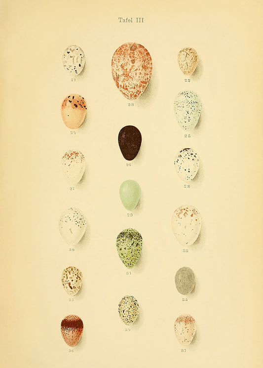 A delightful vintage lithograph of birds eggs. Part of a series of 4 prints.

Featuring a soft caramel background with pale sage, mint, cream, blush, lemon, rust and black accents.
A museum-quality fine art print with a lightly textured, matt finish, using giclée printing techniques that won't fade.