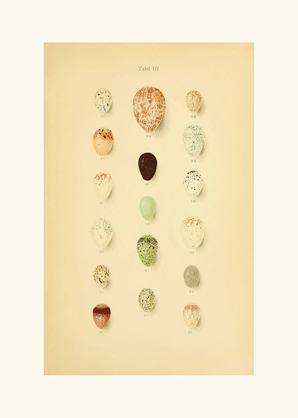 A delightful vintage lithograph of birds eggs. Part of a series.