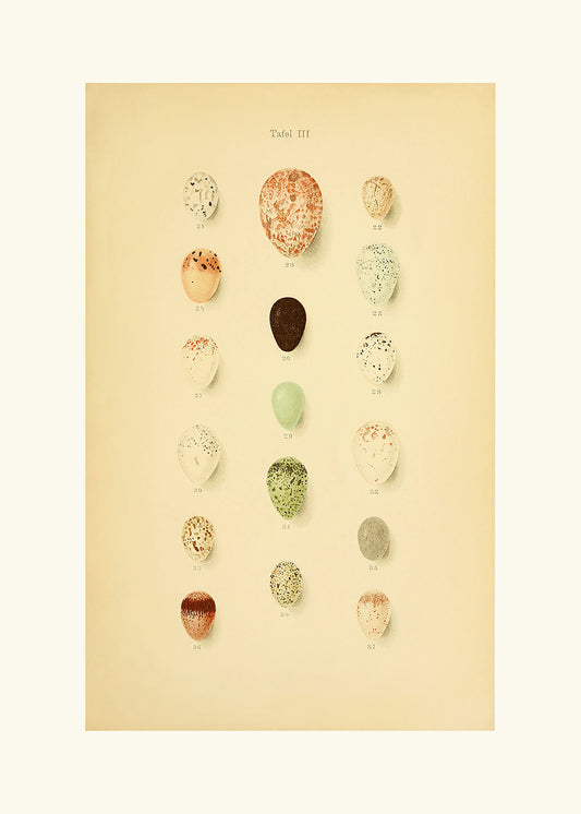 A delightful vintage lithograph of birds eggs. Part of a series.