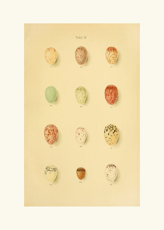 A delightful vintage lithograph of birds eggs. Part of a series.